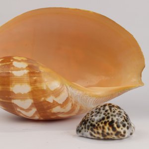 Science & Natural History