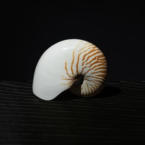 Noosa Collector - Art, Jewellery & Collectables